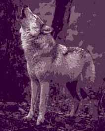 wolf (Canis lupus)